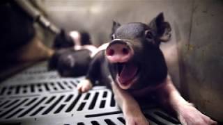 Pig Personality - A Closer Look at Farm Animals