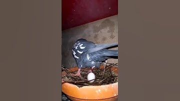 Why Do Birds Remove Their Belly Feathers #shortsfeed #shorts