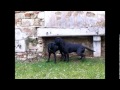 Labrador Retriever Fanworts Bill *Robin* und Roume vom Kastell Stegraifepach *Muffin*