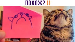 ПОХОЖ? ))) | Приколы с котами | Мемозг 1310