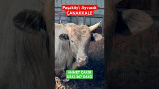 KURBANLIK YERLİ TOSUNLAR CAM GİBİ PARLIYOR 🧿 #2025kurbanlıkfiyatları #ucuzhisse