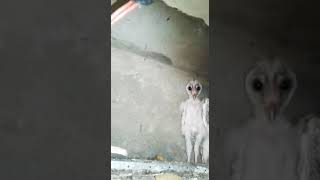 Beby Owl look like alien