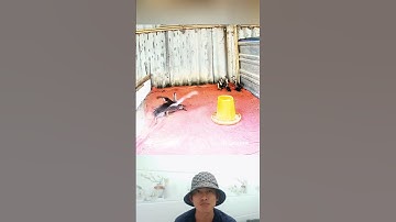 Surveillance cameras captured a kite flying into the ducks