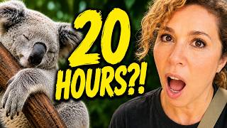 Koalas Are Nothing Like I Expected | Lone Pine Koala Sanctuary Brisbane