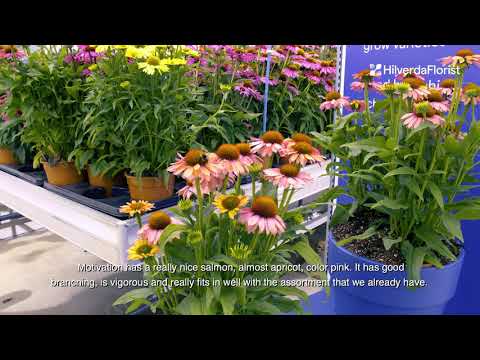 Video: Kemegahan Terry Echinacea