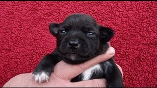 2 Week old Chihuahua Puppies Eyes Just Opened When Do Chihuahua Puppies Eyes Open