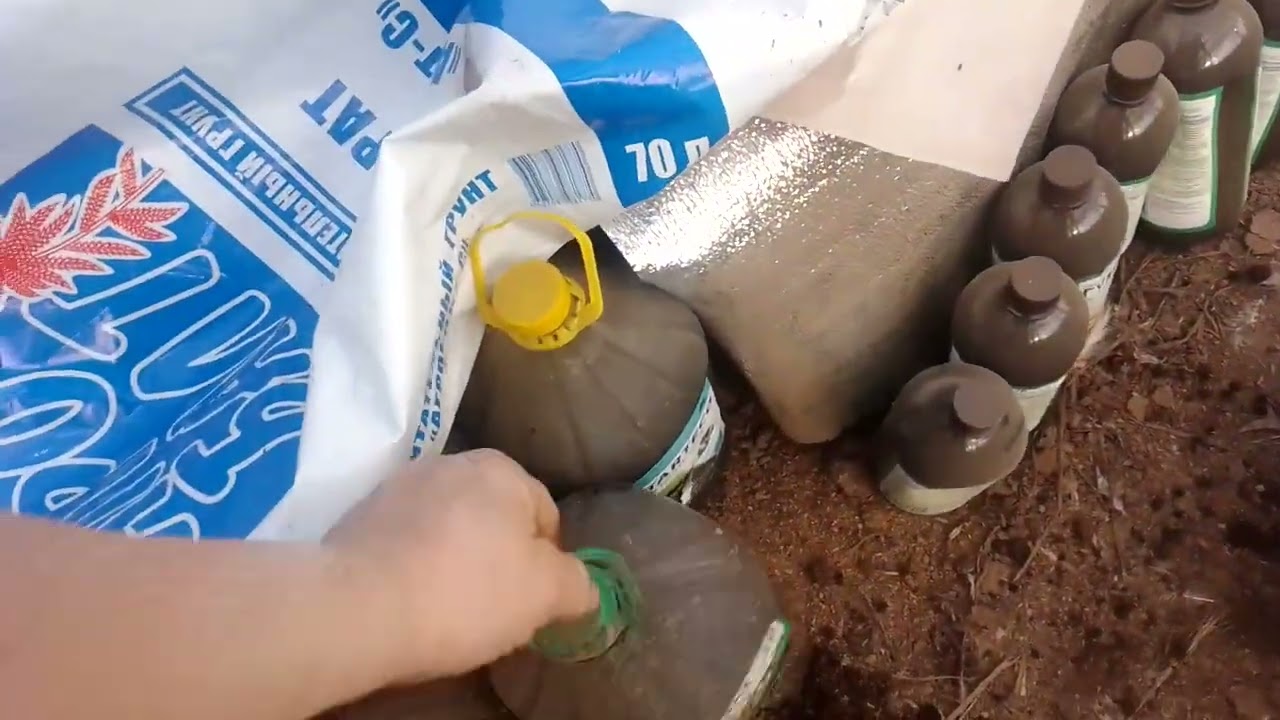 Рассада томатов на ЛЕД лампах .