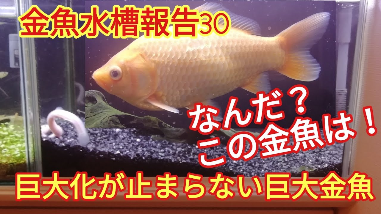 金魚水槽報告30 巨大化が止まらない巨大金魚 こっちゃんの生き物係 Youtube