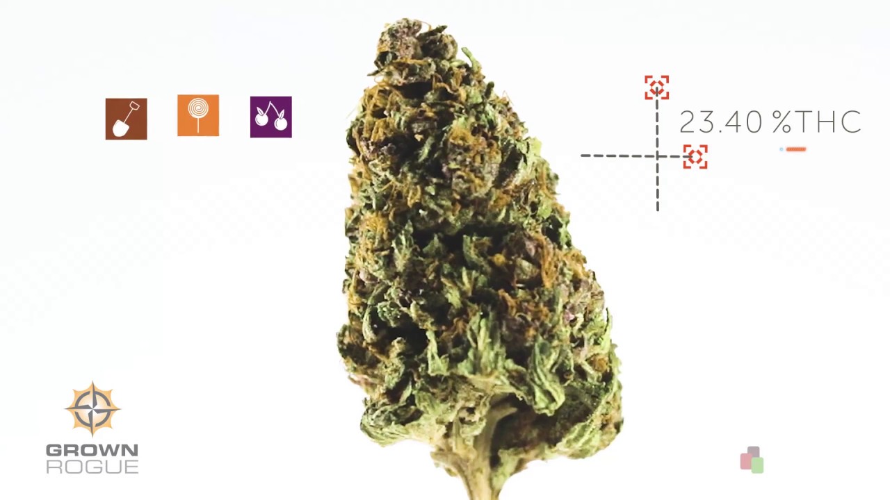 Purple Hindu Kush by Grown Rogue – Strain Spotlight