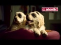 Antiparassitario Advantix di Bayer, spot TV  &quot;La Storia&quot; 2012