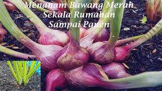 begini cara menanam bawang merah dari awal sampai panen tanpa pupuk