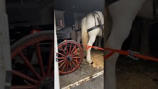 Funeral ready heading to Taylor funeral home #carriage  #chattanooga  #chattanoogatn #horses