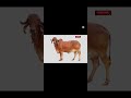 🐄 Amazing Cow Moments You Won’t Believe! | Relaxing & Cute Cow Video