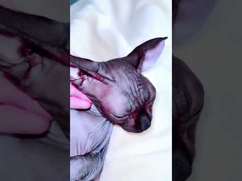 Бедная лысая кошка Сфинкс страдает