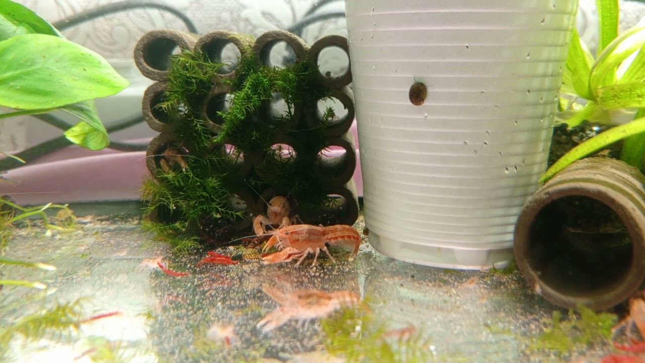 мексиканский карликовый рак/Cambarellus patzcuarensis var. Orange