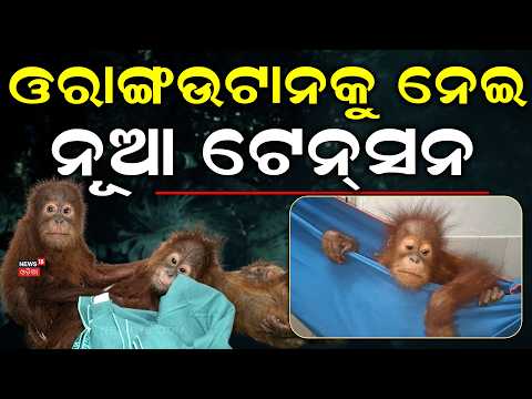 ଓରାଙ୍ଗଉଟାନକୁ ନେଇ ନୂଆ ଟେନ୍‌ସନ | Nandankanan Orangutans Health Update | STF Odisha | Odia News