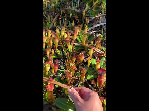 The Nepenthes pervillei population of Mount Copolia (in English)