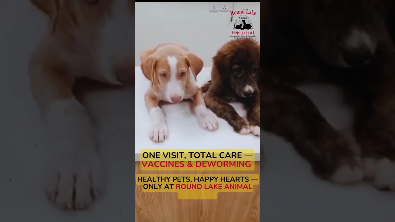 3 Adorable Puppies Visit RLAH for Vaccines & Deworming! 🐾