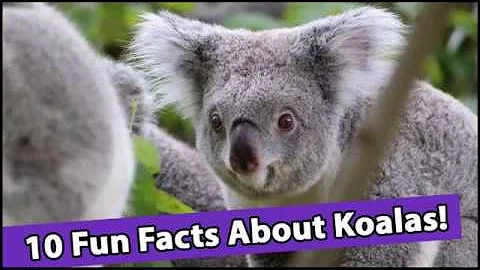 10 Fun Facts About Koalas