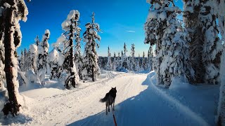 Downhill XC Skiing☀Skijoring With Siberian Husky❄Sunny Weather☀Relaxing Music And Natural Sound