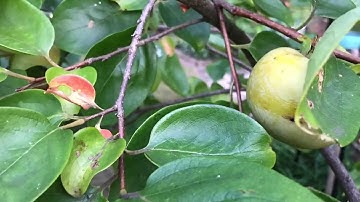Young Fuyu Persimmon Tree, Zone 7