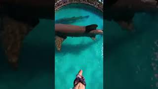 Waterslide Into Pool Full Of Giant Fish