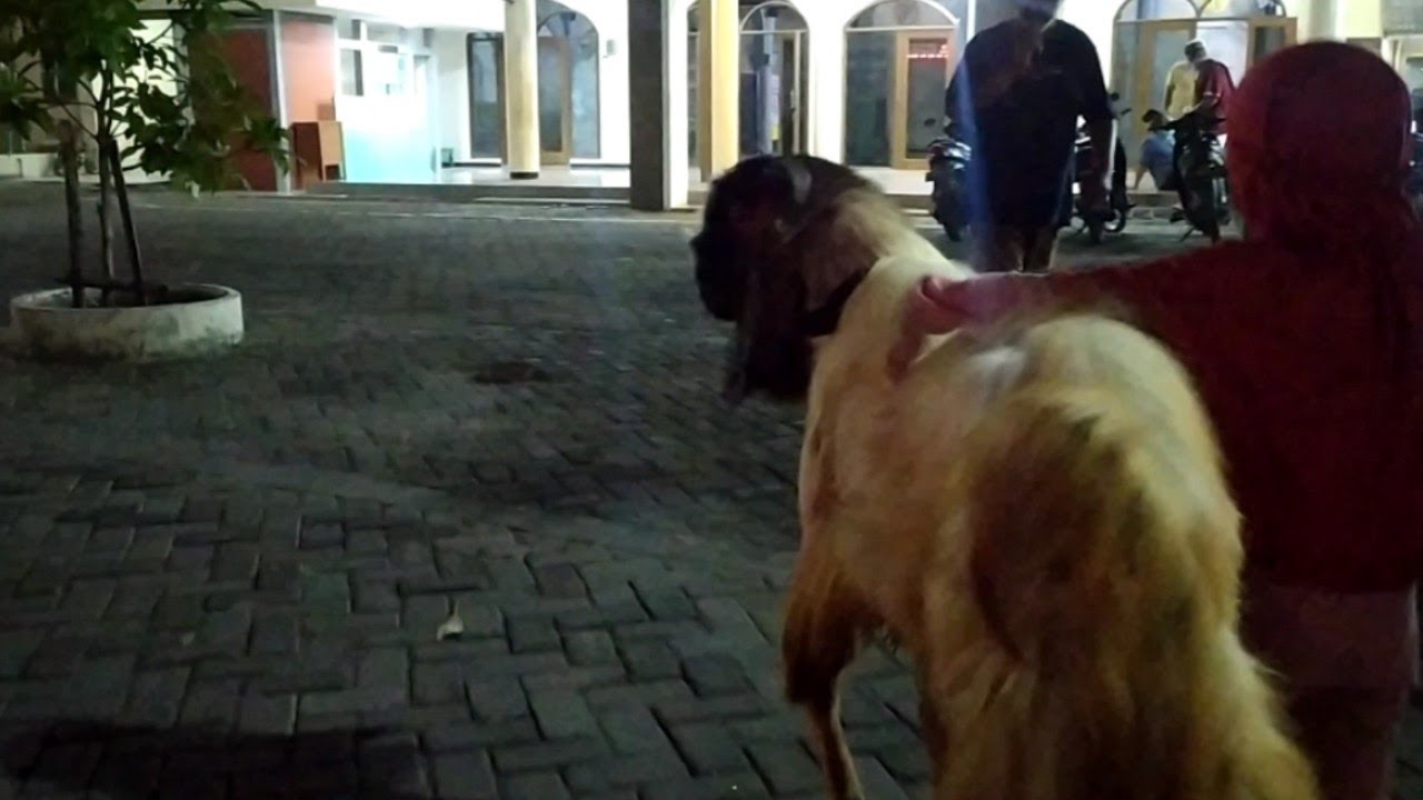 BISMILLAH, KAMBING KAMI SERAHKAN KE PANITIA MASJID