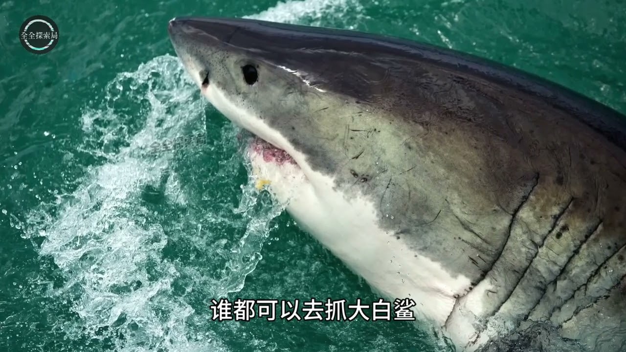 为什么全世界水族馆，都不敢养大白鲨？背后真相太残酷！#科普#大白鲨