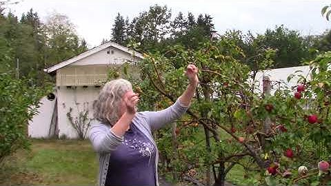 #OrchardLife with Laurelle - Pollinating apple trees! (Video #3)