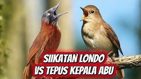MASTERAN SIKATAN LONDO SUARA JERINIH !! TEPUS KEPALA ABU NGEBREN 
