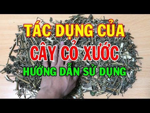 Video: Cây Cỏ Vả Là Gì - Tìm Hiểu Về Công Dụng Của Cây Vả Trong Vườn