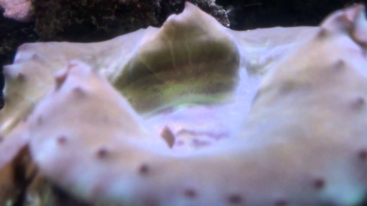 Clam Spawning Clam spawning - YouTube