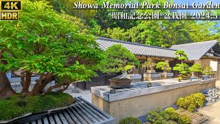 Japanese Bonsai Garden in Showa Memorial Park May 2024 ~昭和記念公園 盆栽苑~ [4K HDR]