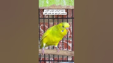 #سورة_الرحمن #قرآن #المصحف #العراق #اكسبلور #طيور_حب #quran #birds #budgies #india #lovebirds #usa