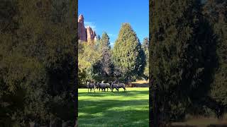 🐏Big Horn Ewes in Colorado #bighornsheep #wildlife #coloradosprings