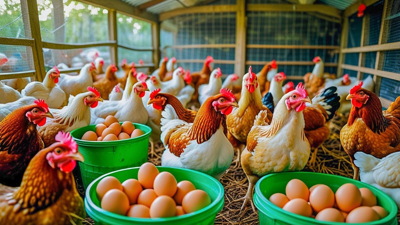 Effective Strategies for Raising Chickens for Eggs - Collect Eggs ...