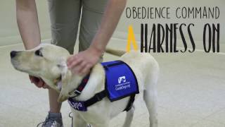 Obedience Command - Harness On