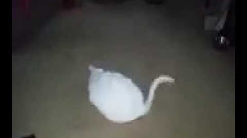 Travieso loving his Organic Catnip Saucer from Space Kitty Express