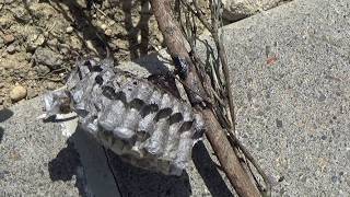 本宮市役所からハチ駆除の緊急要請! 市営住宅の駐車場の駐車場の生垣でハチが出入り! Wasp Nest Removal