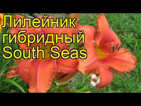 Лилейник гибридный Саус