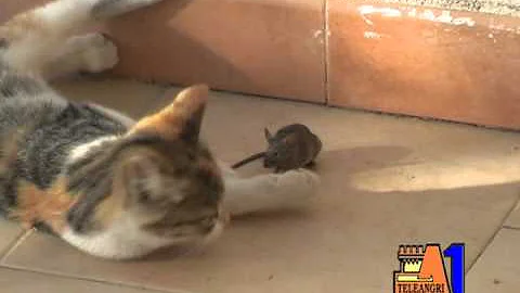 Cosa vuol dire giocare come il gatto con il topo?