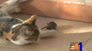 il topo e il gatto