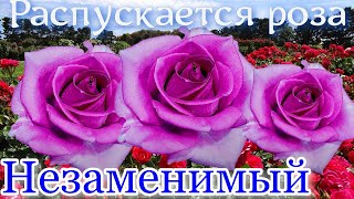 Как распускается роза  Незаменимый (Чайно гибридная)Тimelapse Rose 4К. Indispensable.