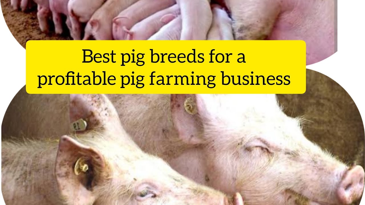 BEST PIG BREEDS FOR A PROFITABLE PIG FARMING BUSINESS trending best-pig-breeds-for-a-profitable-pig-farming-business-trending