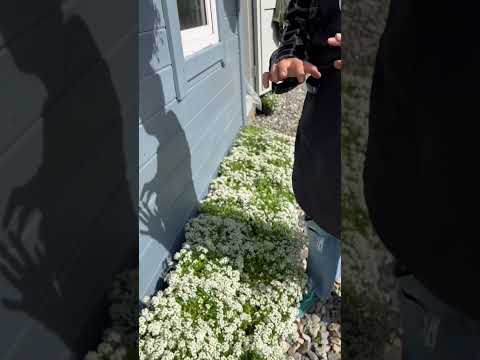 Видео: Уход за сладким алиссумом: как выращивать алиссум в саду