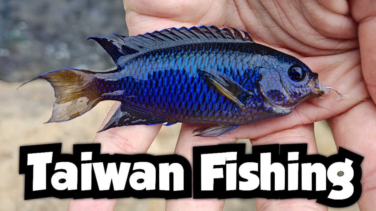 Catching Bright Blue Damselfish From the Rocks | Taiwan Fishing 🇹🇼