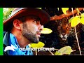 Spotting A Wild Jaguar With Her Cubs | Coyote Peterson: Brave The Wild