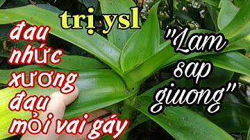 Cây lược vàng ngâm rượu trị tảo tiếc, đau nhức xương khớp, đau mỏi vai gáy