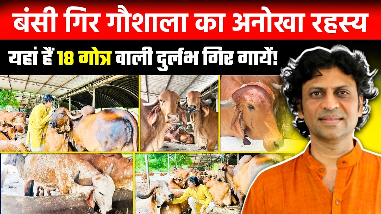 Gir गाय की गोत्र से लेकर गौकृपा अमृतम की चर्चा Gopal bhai Sutaria के साथ || बंसी गिर गौशाला अहमदाबाद