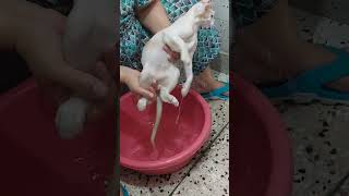 Sweetu ko Mili aaj Punishment | Sweetu Ne vo Kiya jo Nahi Karna Chahiye Tha | @Sweetupersiancat2024 by Sweetu - The Persian Cat 74 views 2 weeks ago 3 minutes, 9 seconds